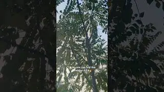 SOOTHING Leaf Rustling Sounds For Relaxation🦆#asmr #leaf #realxation #soothing