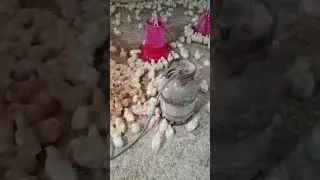 معلومات كيف نتجنب الامراض والفيروسات
