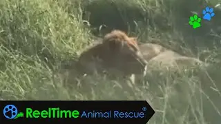 Ooopse&hellip;.LIONS! | Over and Above Africa