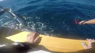 San Diego California- Liberty Sport Fishing Colonet - Art's Yellowtail