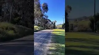 Kangaroos vs Dog Sprint Race