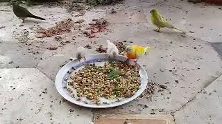 A walk in roof top mixed aviary || Colourful birds he birds hain. 🐦🦆🐧🦜🦃
