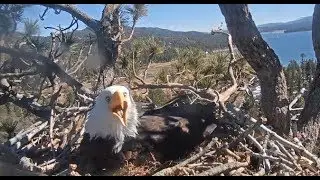 Big Bear Eagles ~ INTRUDER ALERT!! Shadow Chases Young Eagle Out Of Area! SLOMO! 2.15.20