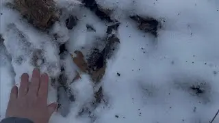 Went through the woods in Sasquatch holler found tracks!