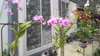 ORCHIDS in Philippines