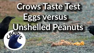 Crows Taste Test Eggs versus Peanuts in the Shell