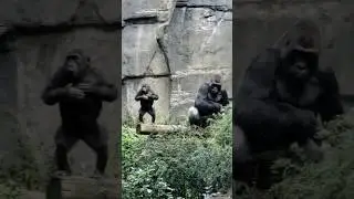Baby gorilla beats chest! #gorilla #ape #shorts #baby