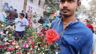 V1129 New Arrival Big Palash Various Rose Plant With ID Bougainvilleas Galiff Street Market Kolkata