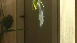 Small White Butterfly Emerges from Chrysalis/Pupa
