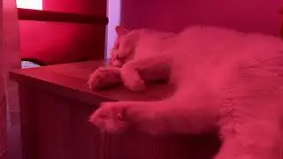 Dream mode : ON #umutvancat #vancat 