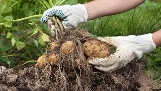 10 Late Summer Gardening Tips For Your Potatoes