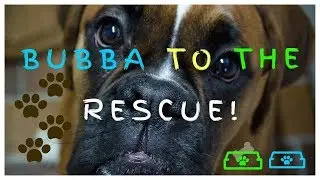 Bubba to the rescue - Boxer Dog Saves Owner From Fire