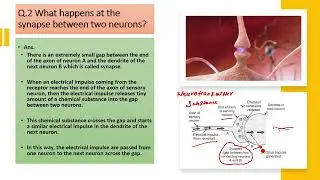 What happens at the synapse between two neurons?