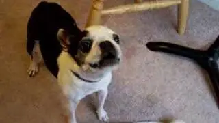 Boston Terrier barking