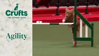 Agility - Medium ABC and Intermediate/ Large Novice ABC Final Part 2 (Jumping) | ​Crufts 2024