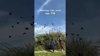 Hunting for crew agg 😱🐣 #bird #kabootarba #hunting #automobile #catchingpigeon #birdhunting #