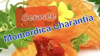 Cerasee (Momordica Charantia)  jamaican tea