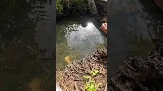 Smart ideas for catching shrimp #fishing #shorts #shortvideo