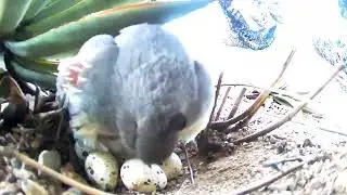 Gambel's Quail nesting in Tucson, Arizona: Adjusting eggs