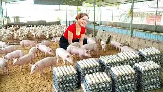 TIMELAPSE -- Step-by-Step : Harvesting 150KG Ducks Market Sell,Caring For Mother Pig,Newborn Piglets