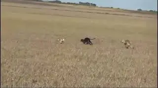 tazma&ntilde;a y chita