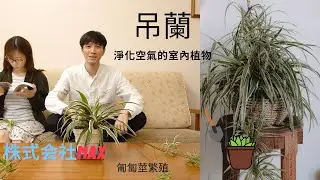 淨化空氣室內植物，別忘了這一盆吊蘭，匍匐莖分株繁殖分享 -株式会社Max