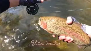 Fly Fishing Yellow Breeches Catch And Release ONLY Section
