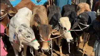 Bhains Colony Mandi Karachi Latest Rates Update | 28 Jan 2026 | Cow Mandi 2026 - Bakra Eid 2026