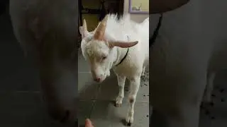 Goat For Sale Bantam Xtrim Quality ❤️❤️❤️