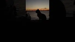 Sunset memories💛🐈#sunsetview #sunset #istanbul #travelmemories #catvideos