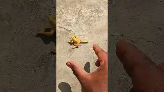 Boing catch frogs funny 🐸 #frog #animals #nature #timelapse