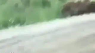 Urso troll-MEME BR