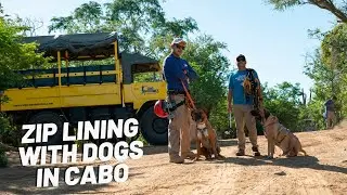 Zip Lining with Your Dog in Cabo | Cabo Adventures&reg;