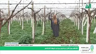 Alfallehامراة و عليها الكلام  زارعة الاشجار المثمرة |الفلاّح