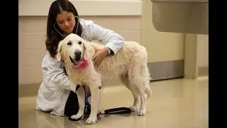 OVC Pet Trust