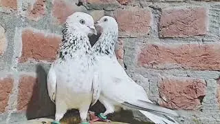 Kabootar#pigeon #bird #kabutar #50k 