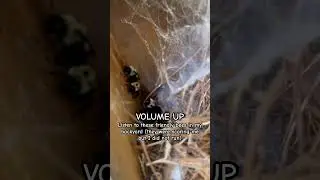 Opinionated Bees Buzz Belligerently (Super fast wing flapping action)