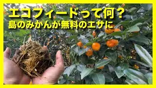 【エコフィードとは？】沖永良部島に自生するミカンで環境に優しいエサ作り