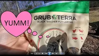 GRUB TERRA FLY LARVAE - watch the happy chickens RAVE !!!!