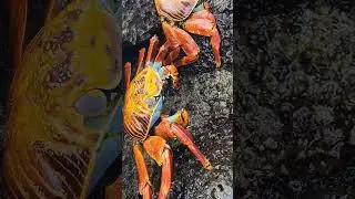 Sally Lightfoot crabs are all over Gal&aacute;pagos and they are awesome and beautiful!