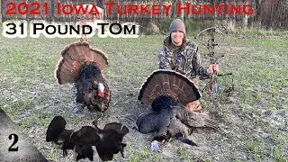 2021 Iowa Turkey Hunting: 31lb Tom