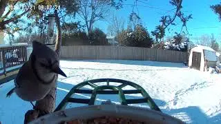 Birds Eat on Bird Feeder Camera in Snowy January