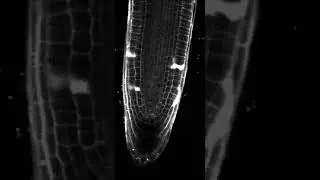 Restorative cell division during wound healing in the root tip of Arabidopsis thaliana