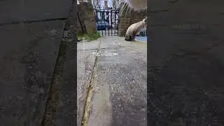 Look what my cat caught on camera #cat #meow #insta360