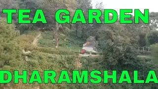 TOP TOURIST PLACE!!TEA GARDEN OF DHARAMSHALA (HMACHAL PRADESH)