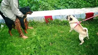 Pug vs Rottweiler