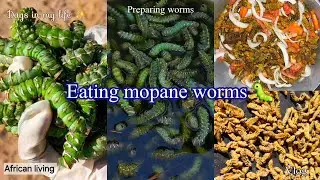 Life in African slum| Harvesting mopane worms to eat/ struggling to get by the day #africanyoutuber