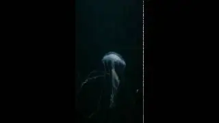 Aquarium of Paris / Trocadero ( jellyfish)