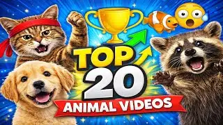 Ranking the Top 20 Animal Videos on the Internet
