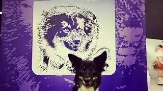 &deg;&deg;Amadeus Agility World Cup 2017&deg;&deg; - Mona Grefenstein & Qju - Salzburg